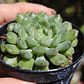 Echeveria setosa Deminuta - Miniatura 3