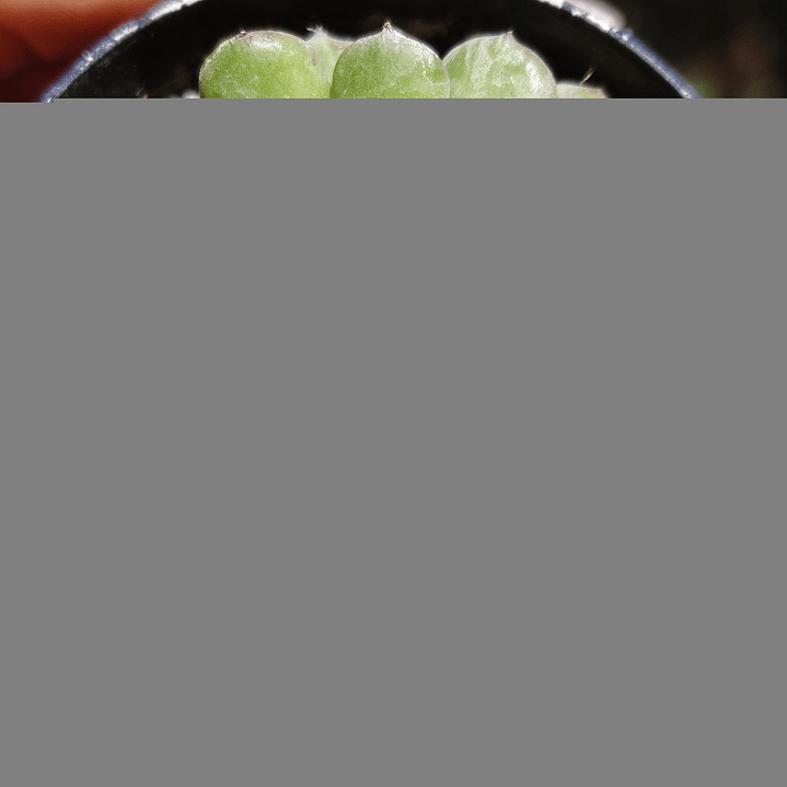 Echeveria setosa Deminuta 2