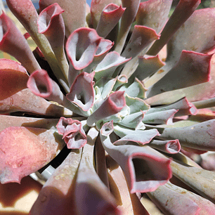 Echeveria Pink Trumpet