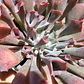 Echeveria Pink Trumpet - Miniatura 1
