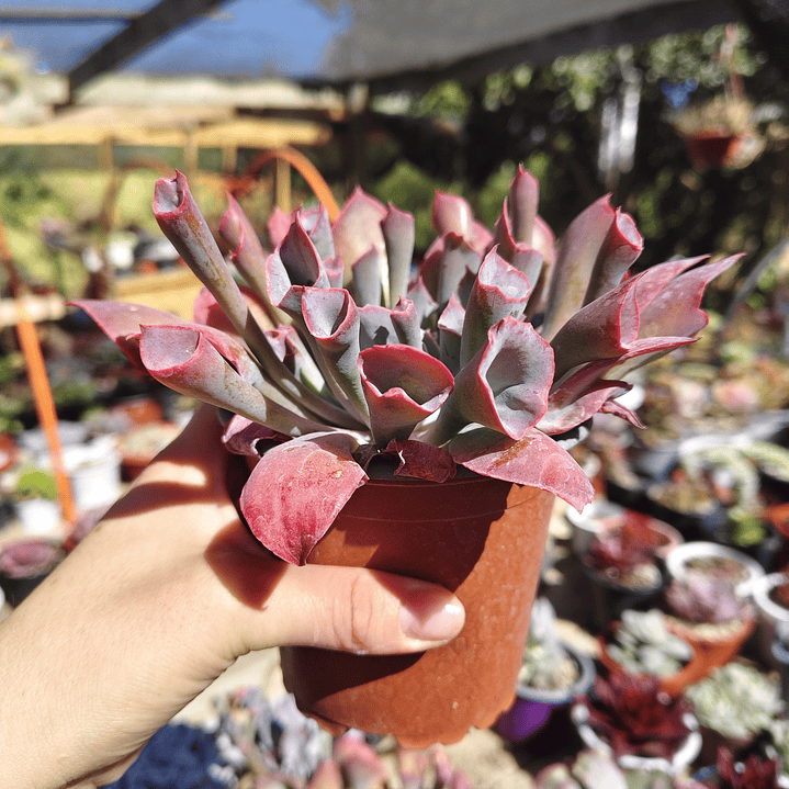 Echeveria Pink Trumpet 3