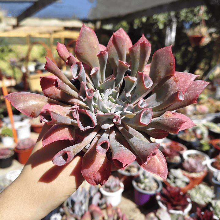 Echeveria Pink Trumpet 4