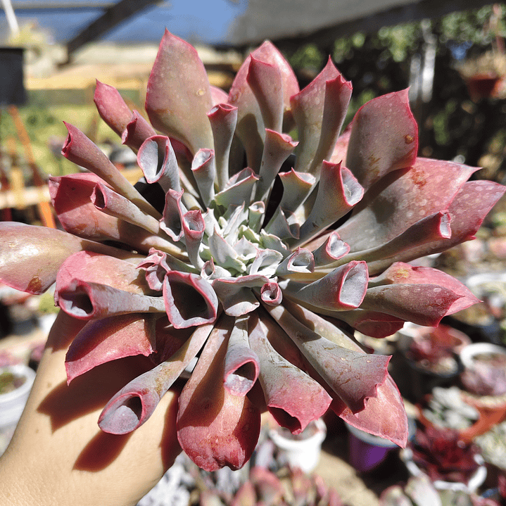 Echeveria Pink Trumpet 2