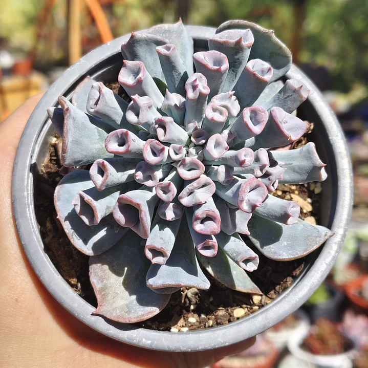 Echeveria Trumpet ice  1