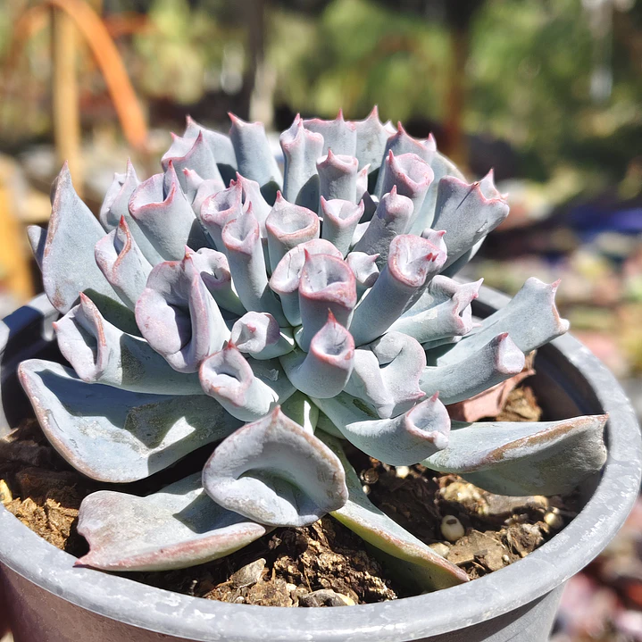 Echeveria Trumpet ice  2