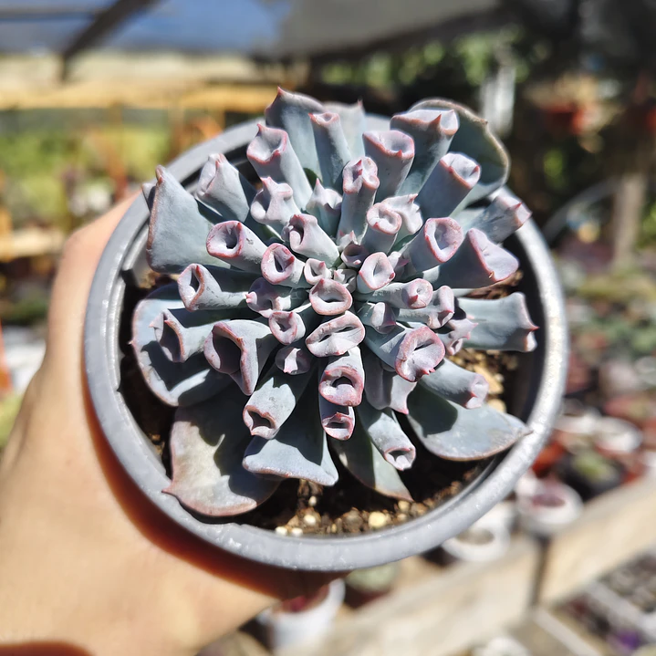 Echeveria Trumpet ice  3