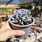 Echeveria Trumpet ice  - Miniatura 4
