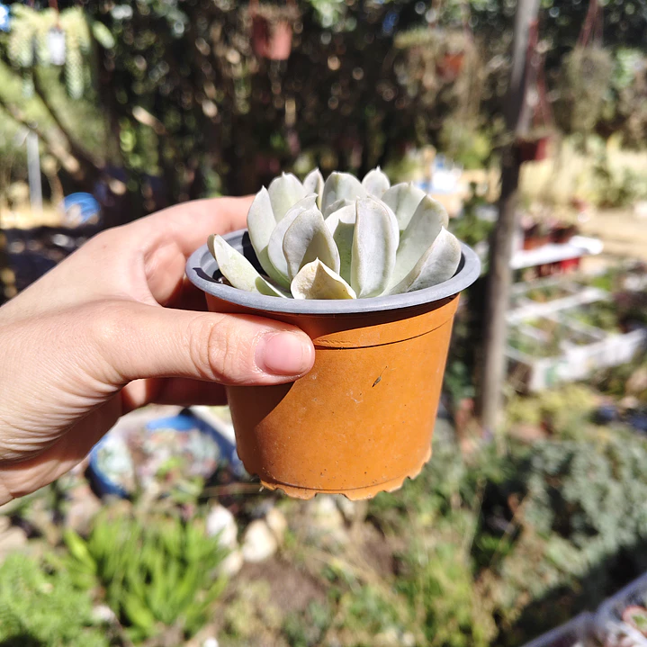 Echeveria Runyonii 