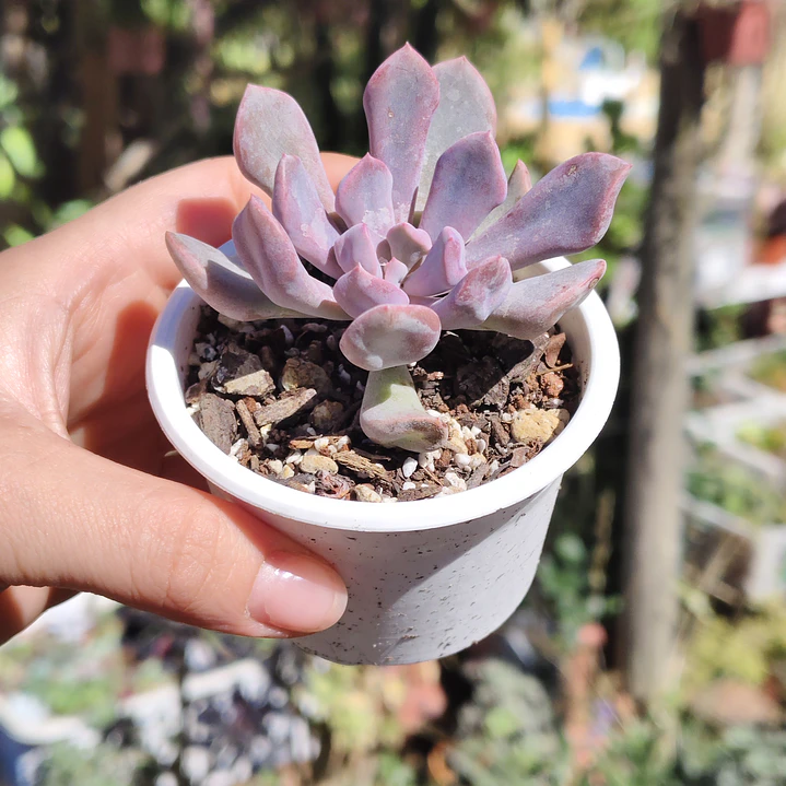 Graptoveria Cupido 1
