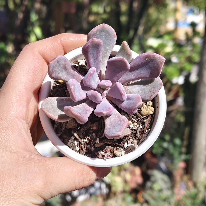 Graptoveria Cupido 3