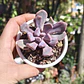 Graptoveria Cupido - Miniatura 3