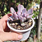 Graptoveria Cupido - Miniatura 4