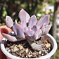 Graptoveria Cupido - Miniatura 2