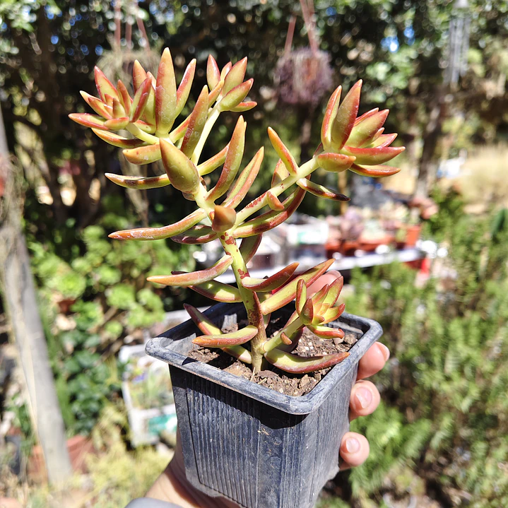 Sedum Adolphii 