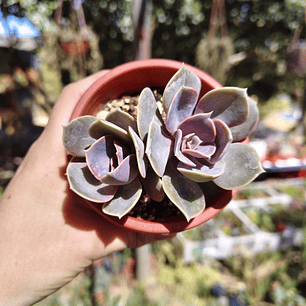 Echeveria Perle Von Nurnberg