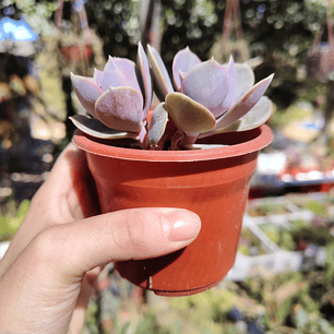 Echeveria Perle Von Nurnberg