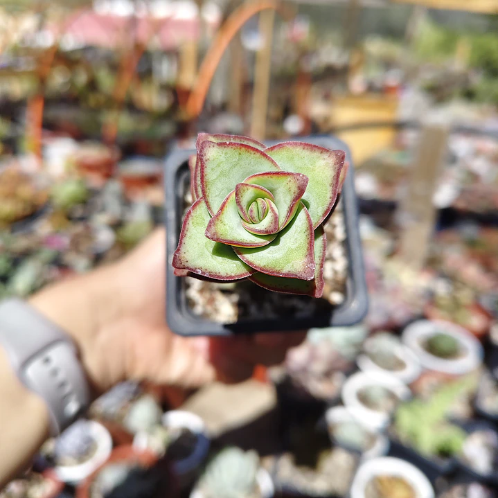 Crassula perforata var. Giant 3