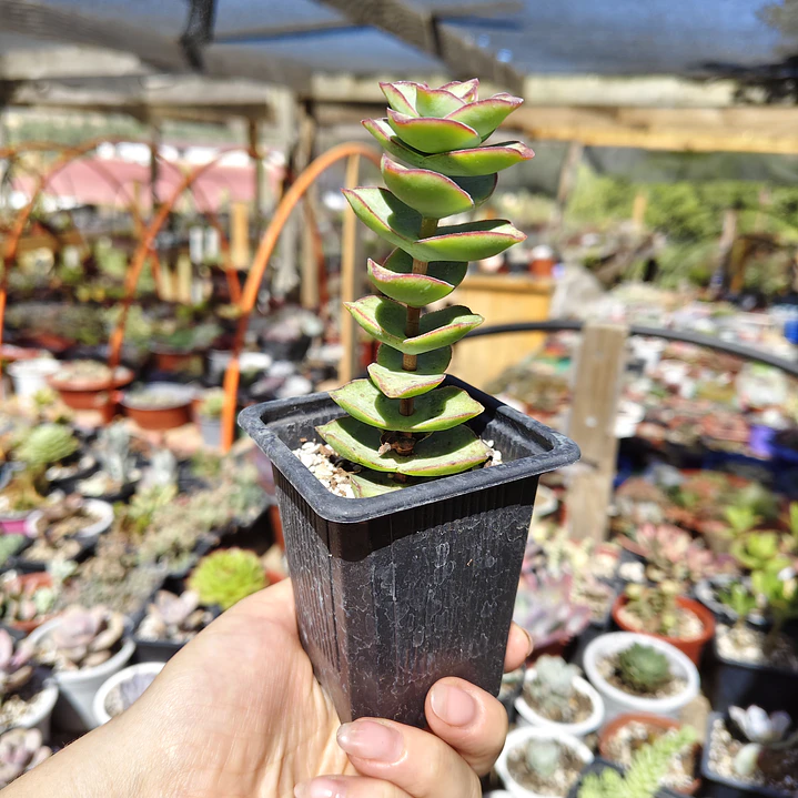 Crassula perforata var. Giant 4
