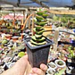 Crassula perforata var. Giant - Miniatura 4