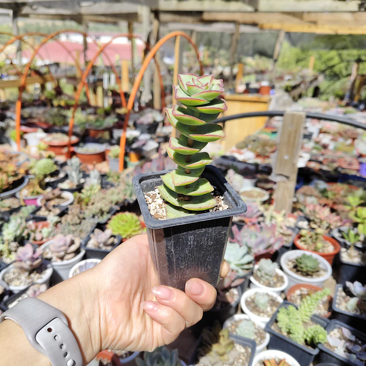 Crassula perforata var. Giant 1