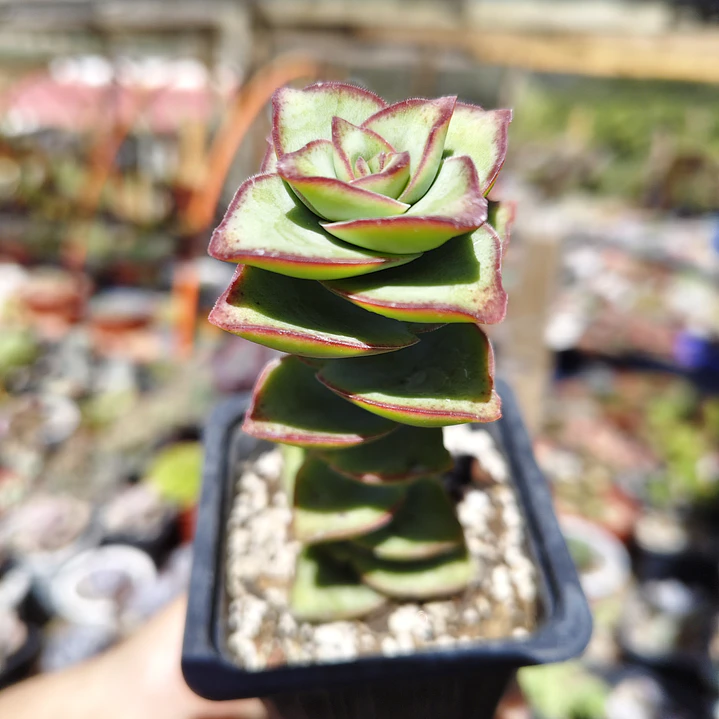 Crassula perforata var. Giant 2