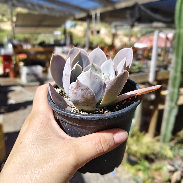 Echeveria Dusty Violet 2