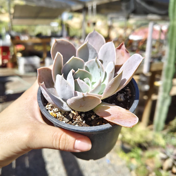 Echeveria Dusty Violet 3