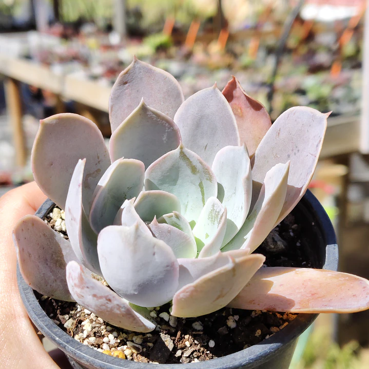 Echeveria Dusty Violet 1