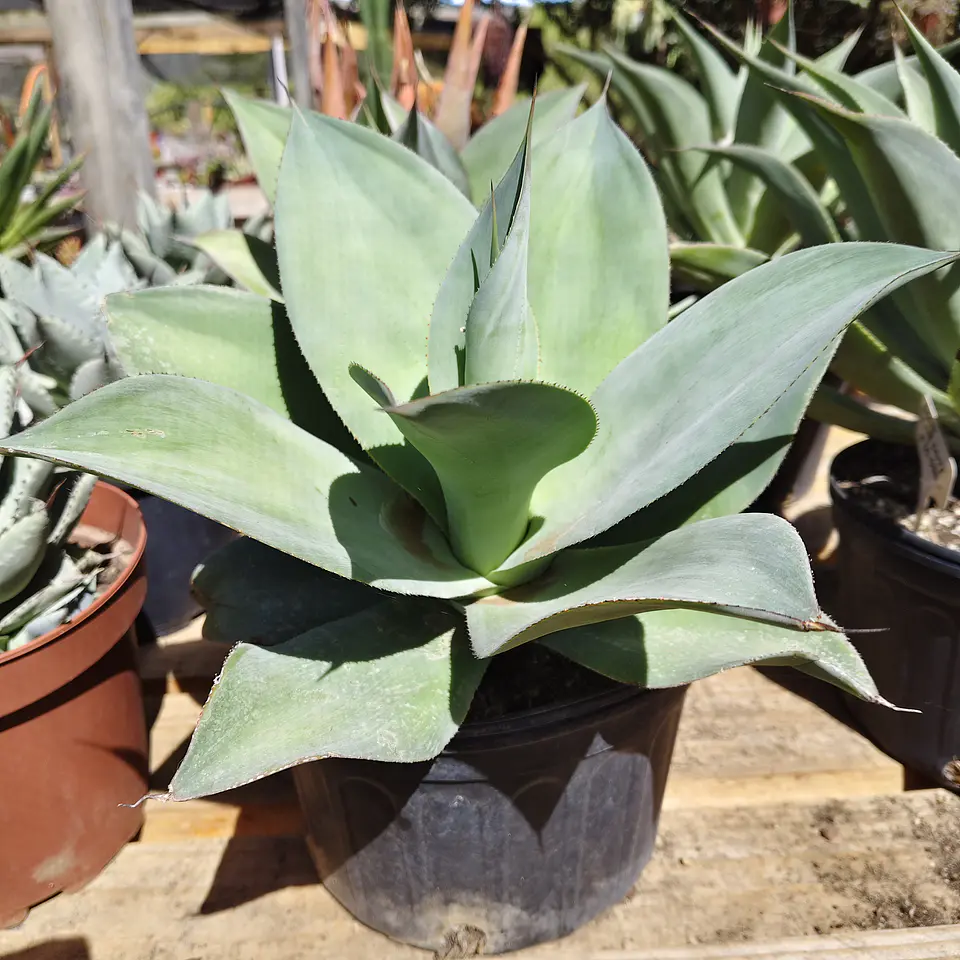 Agave Celsii Albicans x Attenuata Blue Haze  2