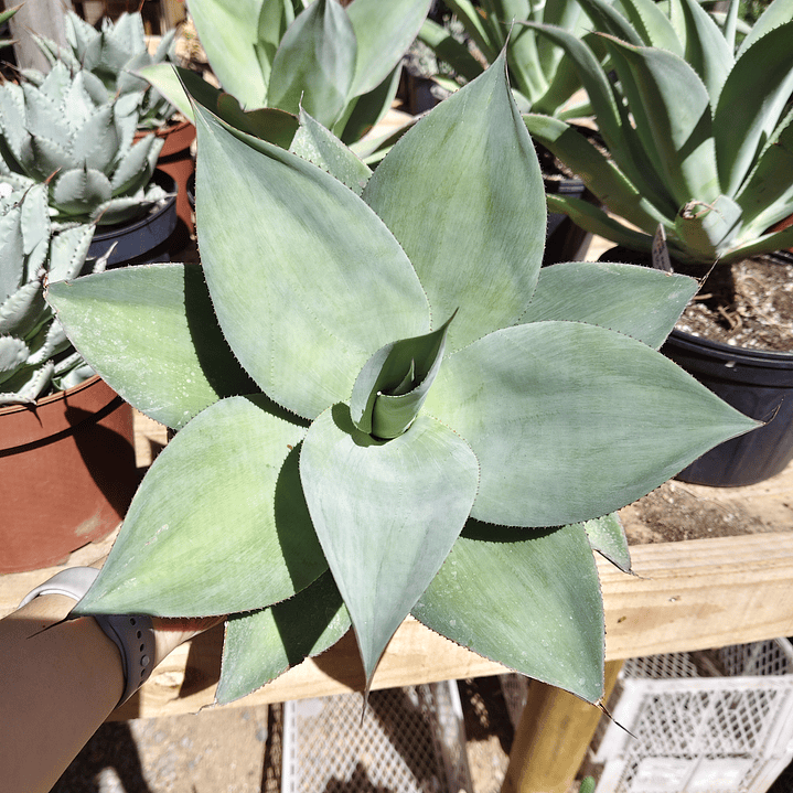 Agave Celsii Albicans x Attenuata Blue Haze  1