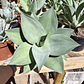 Agave Celsii Albicans x Attenuata Blue Haze  - Miniatura 1