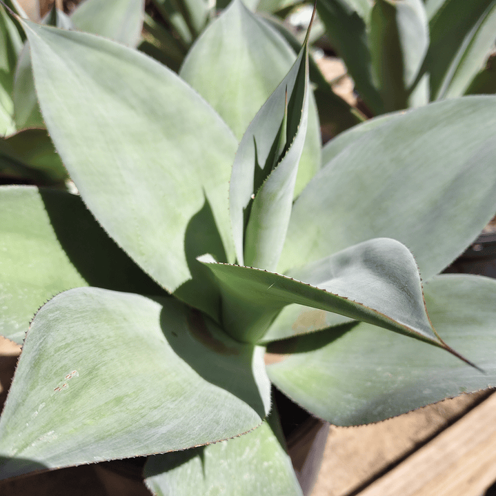 Agave Celsii Albicans x Attenuata Blue Haze  3