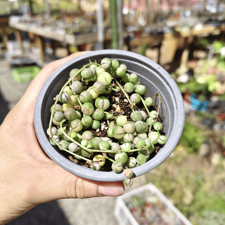 Senecio Rowleyanus Variegado 