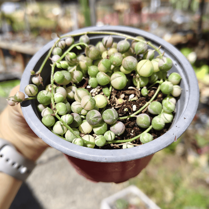 Senecio Rowleyanus Variegado 