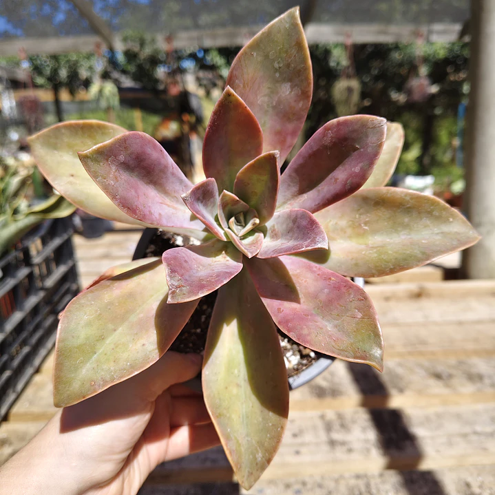 Graptoveria Fred Ives  2