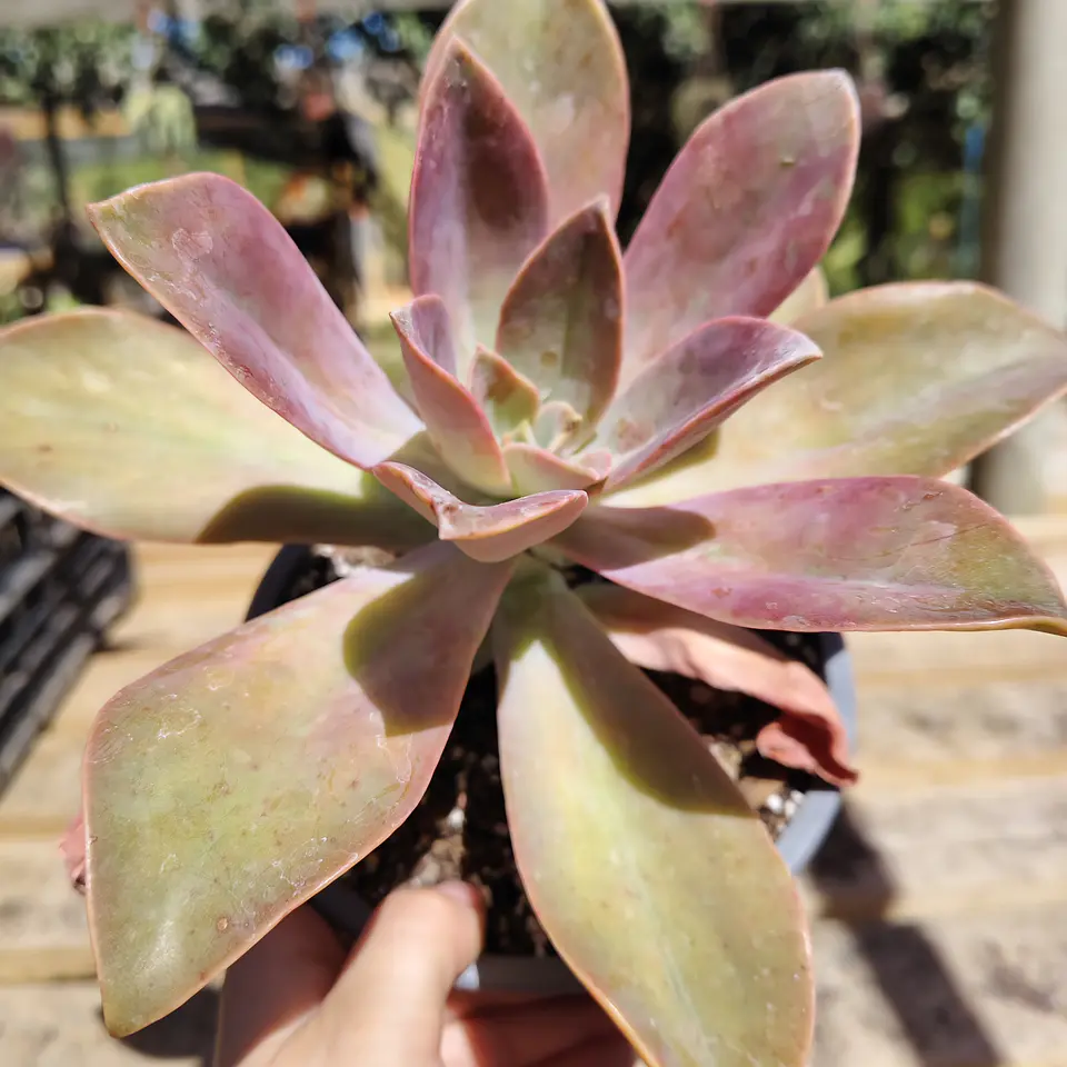 Graptoveria Fred Ives  1