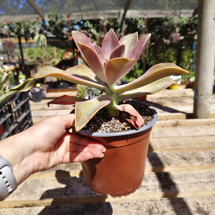 Graptoveria Fred Ives  4