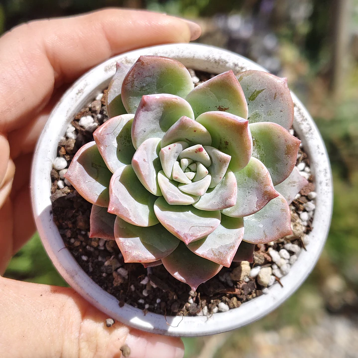 Graptoveria Milky Way 1