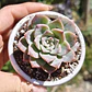 Graptoveria Milky Way - Miniatura 1