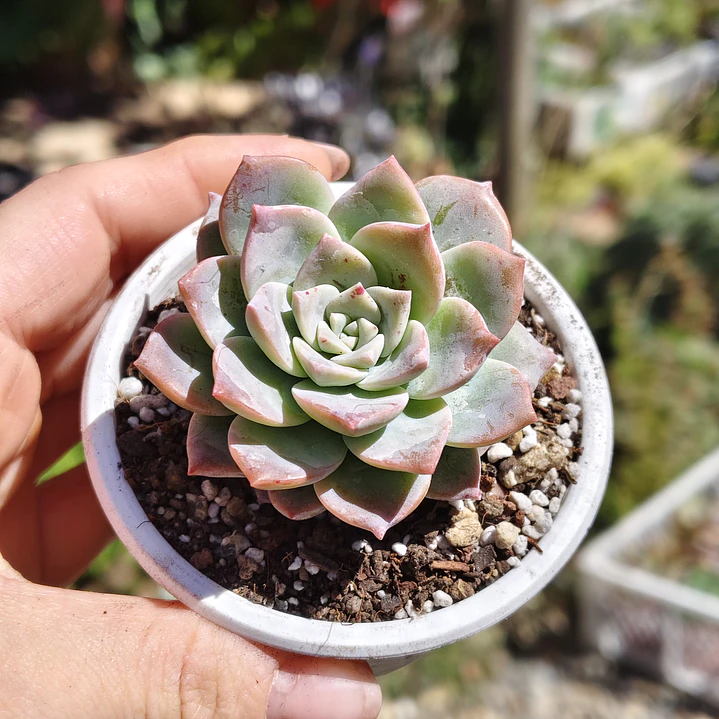 Graptoveria Milky Way 3