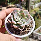 Graptoveria Milky Way - Miniatura 3