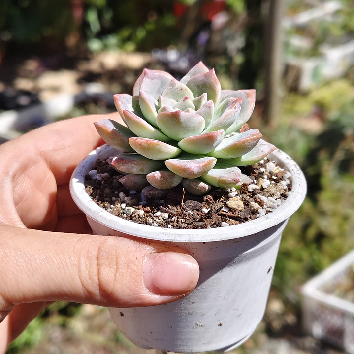 Graptoveria Milky Way 2