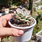 Graptoveria Milky Way - Miniatura 2