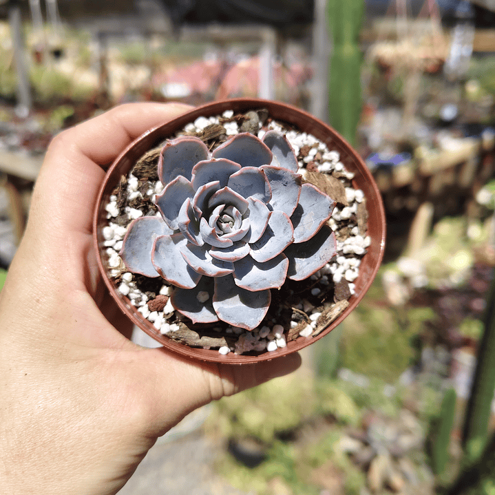 Echeveria Morning Beauty 8