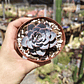 Echeveria Morning Beauty - Miniatura 8
