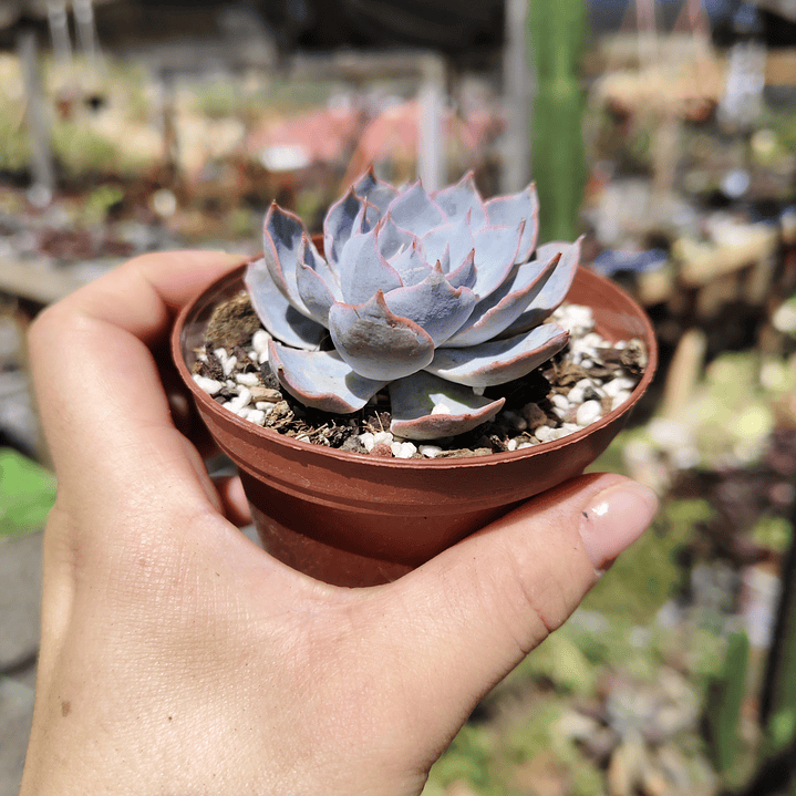 Echeveria Morning Beauty 10
