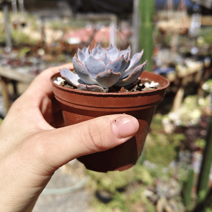 Echeveria Morning Beauty 11