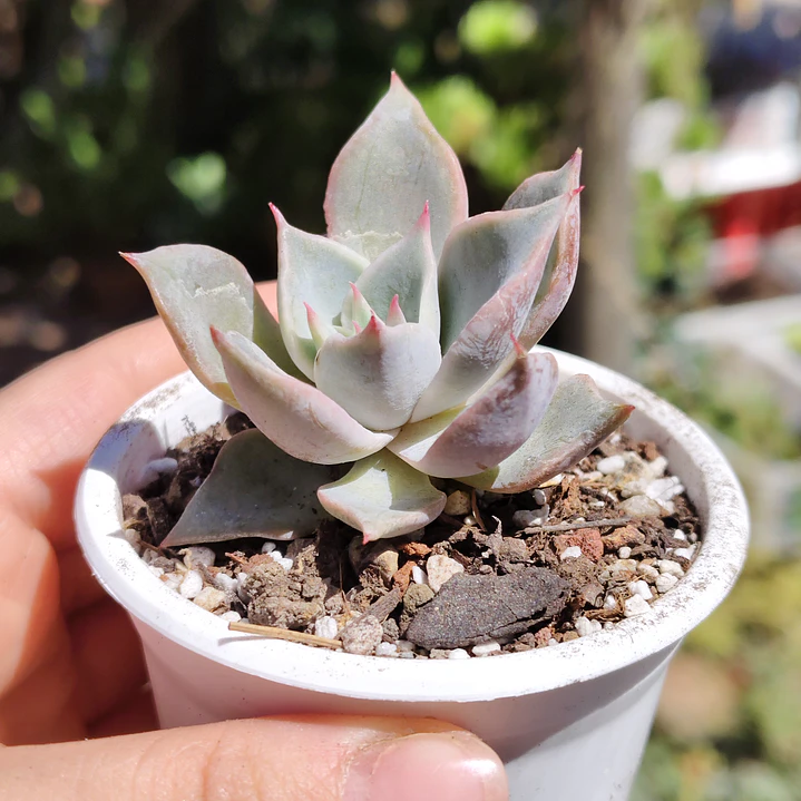 Echeveria Madiba 1