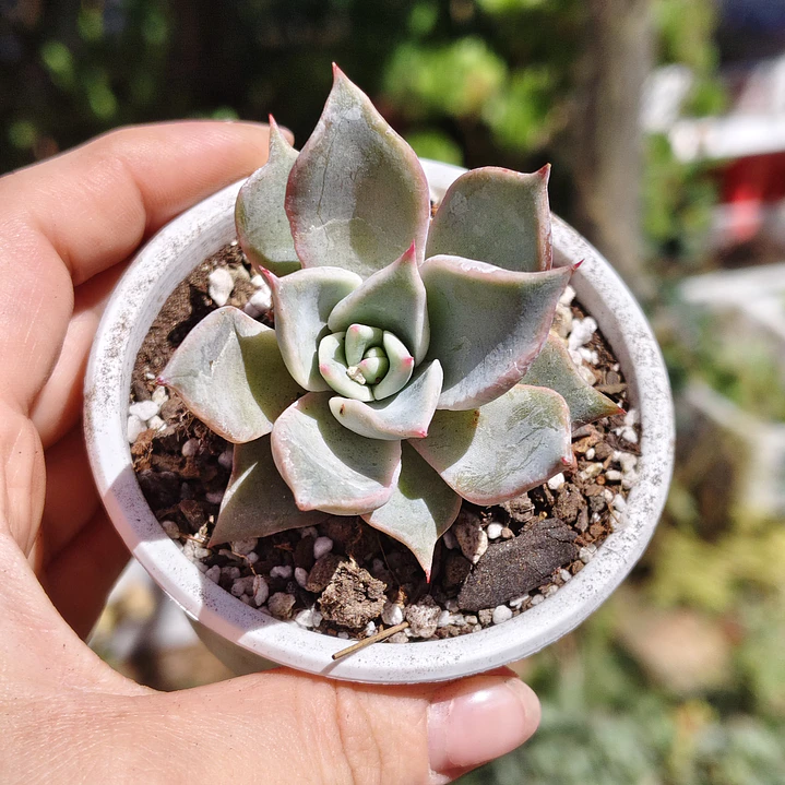 Echeveria Madiba 4