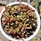 Crassula Pubescens subps. Radicans  - Miniatura 1